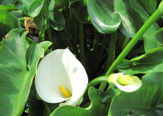 这十二种野菜有毒千万不要吃,这七种野菜有毒不能吃