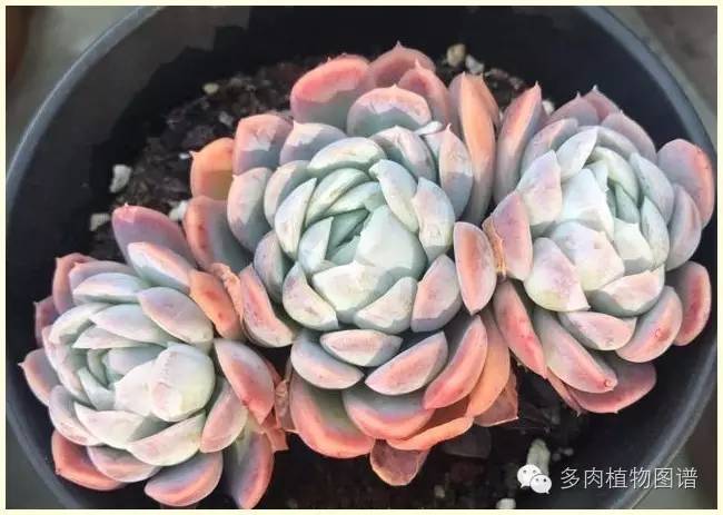 才离家半个月，回来后看到家里的多肉一阵狂喜~