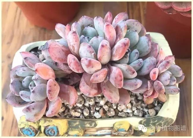 才离家半个月，回来后看到家里的多肉一阵狂喜~