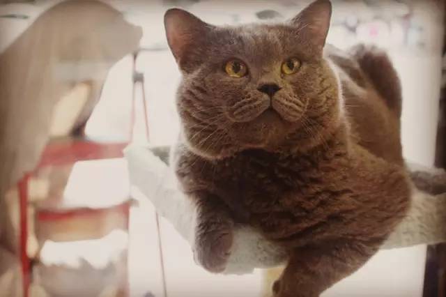 喂！住一晚160块，看次病成千上万！武汉这些狗活得太好了吧！