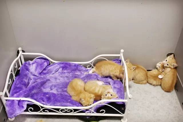 喂！住一晚160块，看次病成千上万！武汉这些狗活得太好了吧！