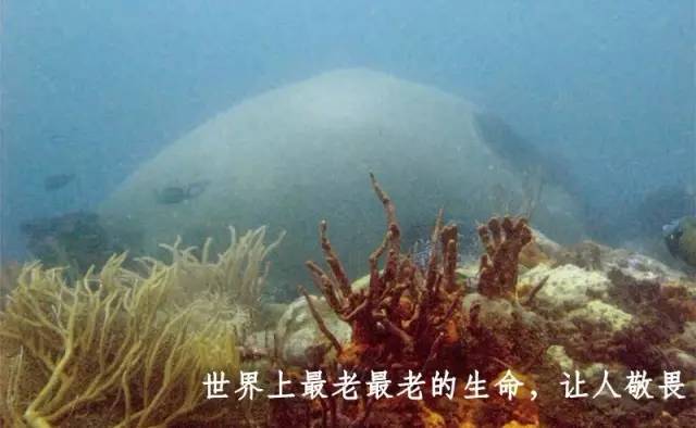 香奈儿小姐的另一面：买最多的是书，不是衣服饰品