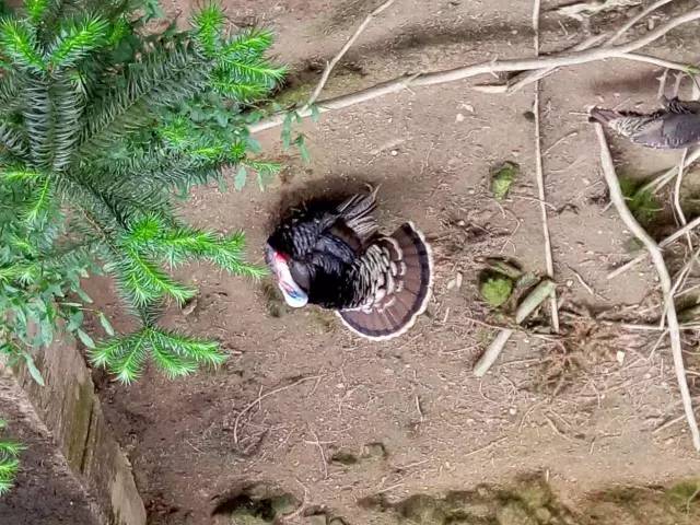 圣灯山老场镇风貌改造项目,圣灯山镇未来5年规划