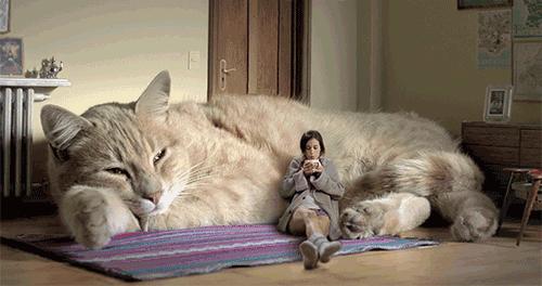 猫咪最讨厌的10个表现,猫咪最讨厌的几件事千万别踩雷