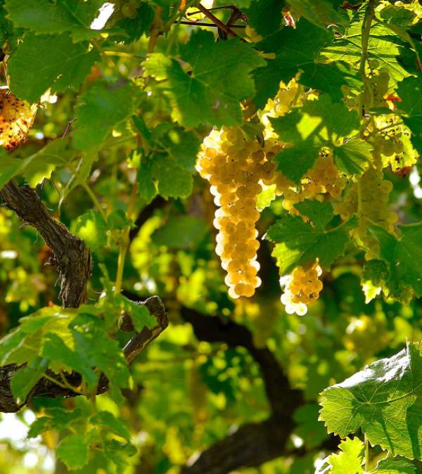 全球十大高端干邑,法国十大顶级干邑