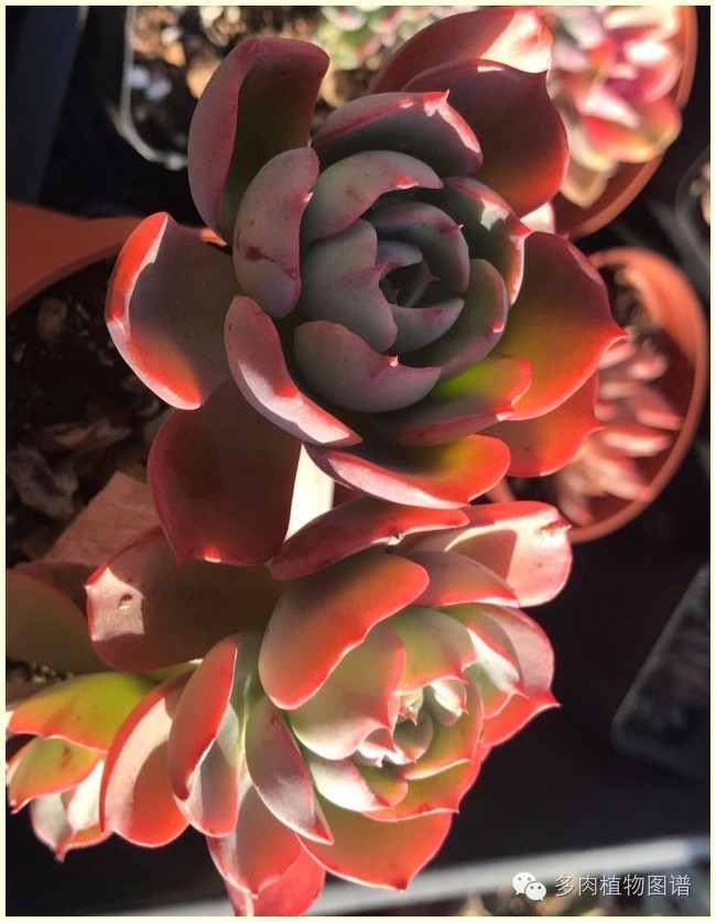 才离家半个月，回来后看到家里的多肉一阵狂喜~