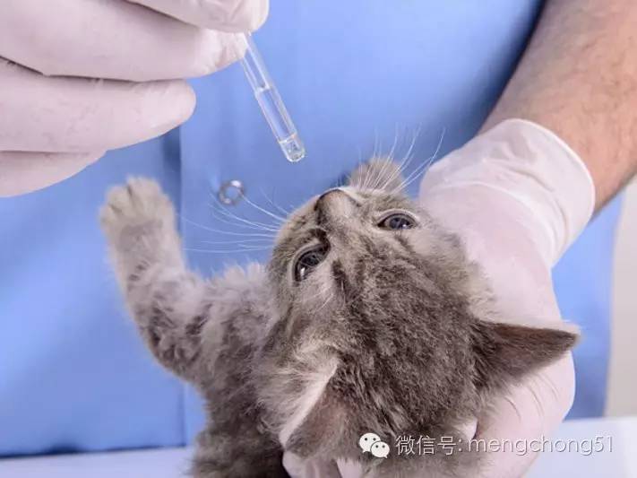 猫咪拉肚子应该怎么办,猫咪拉肚子怎么治疗