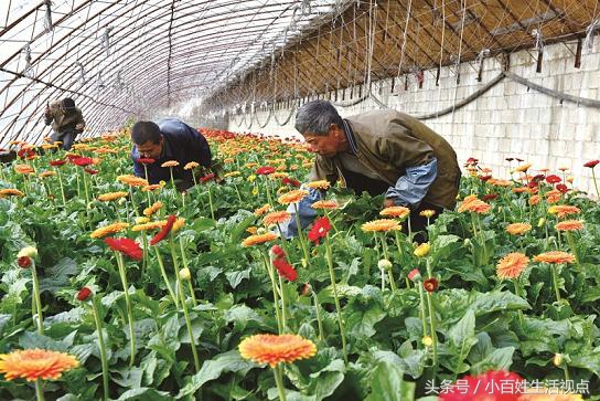 农村的十种最赚钱的小生意,农村致富的10个门路