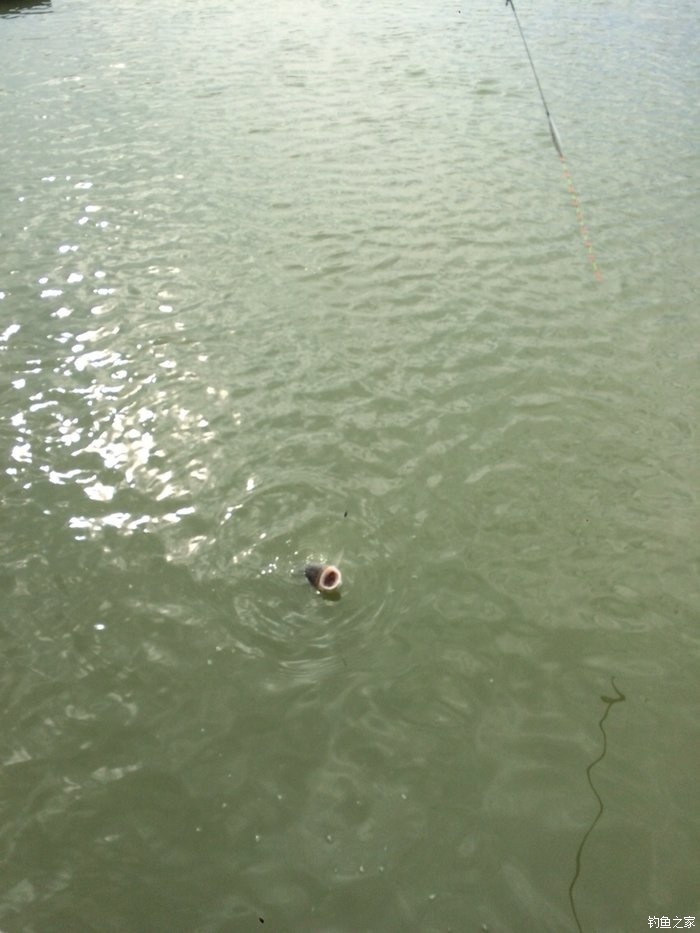 新手，说说几款入门级的鱼竿！