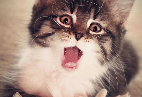 猫咪能吃猫粮说明身体健康吗,猫咪能吃仓鼠奶酪吗为什么