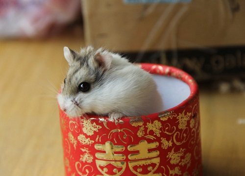 仓鼠爱尿尿怎么办,仓鼠爱在窝里排泄怎么办