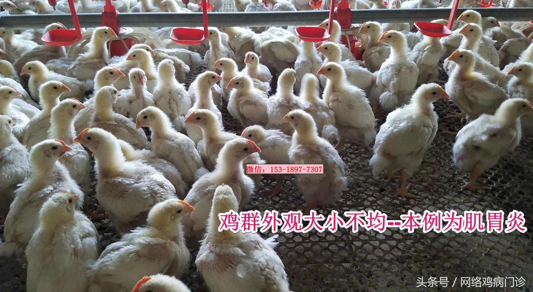 腺肌症治愈的病例分享,鸡腺肌胃炎的治疗成功案例
