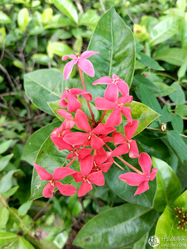 小米5s怎么样,小米s55对比小米555