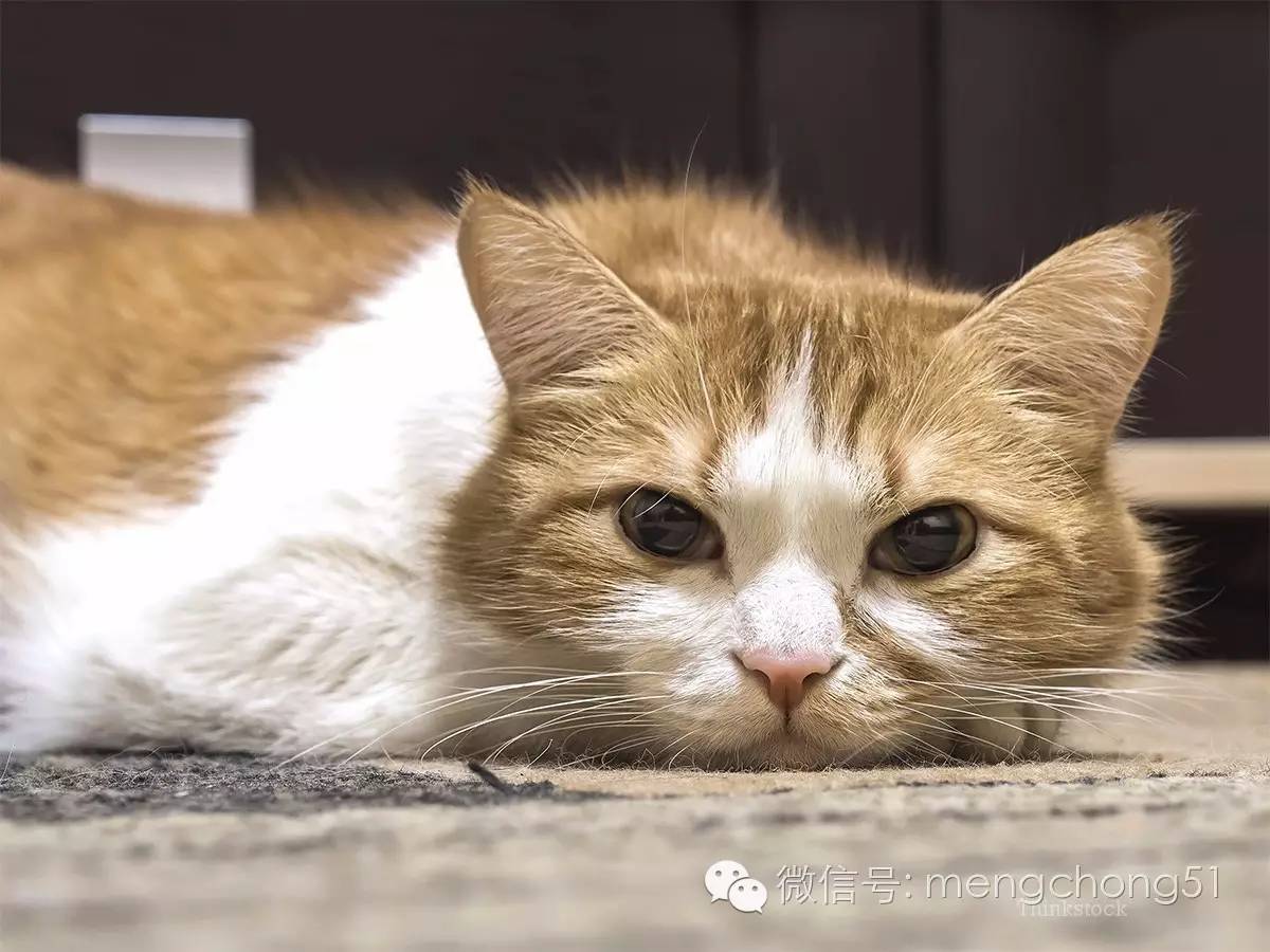 猫咪拉肚子怎么补救,猫咪拉肚子怎么治
