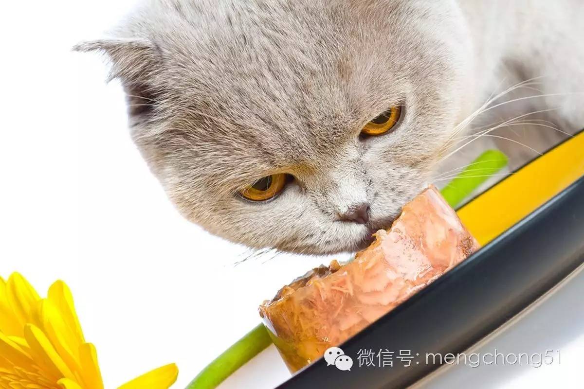 猫咪拉肚子怎么补救,猫咪拉肚子怎么治