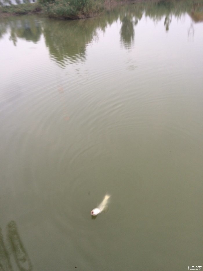 新手入门鱼竿推荐品牌,新手入门推荐鱼竿