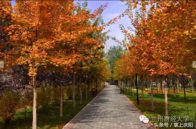 在兰财的一天vlog,在兰大秋天的感受
