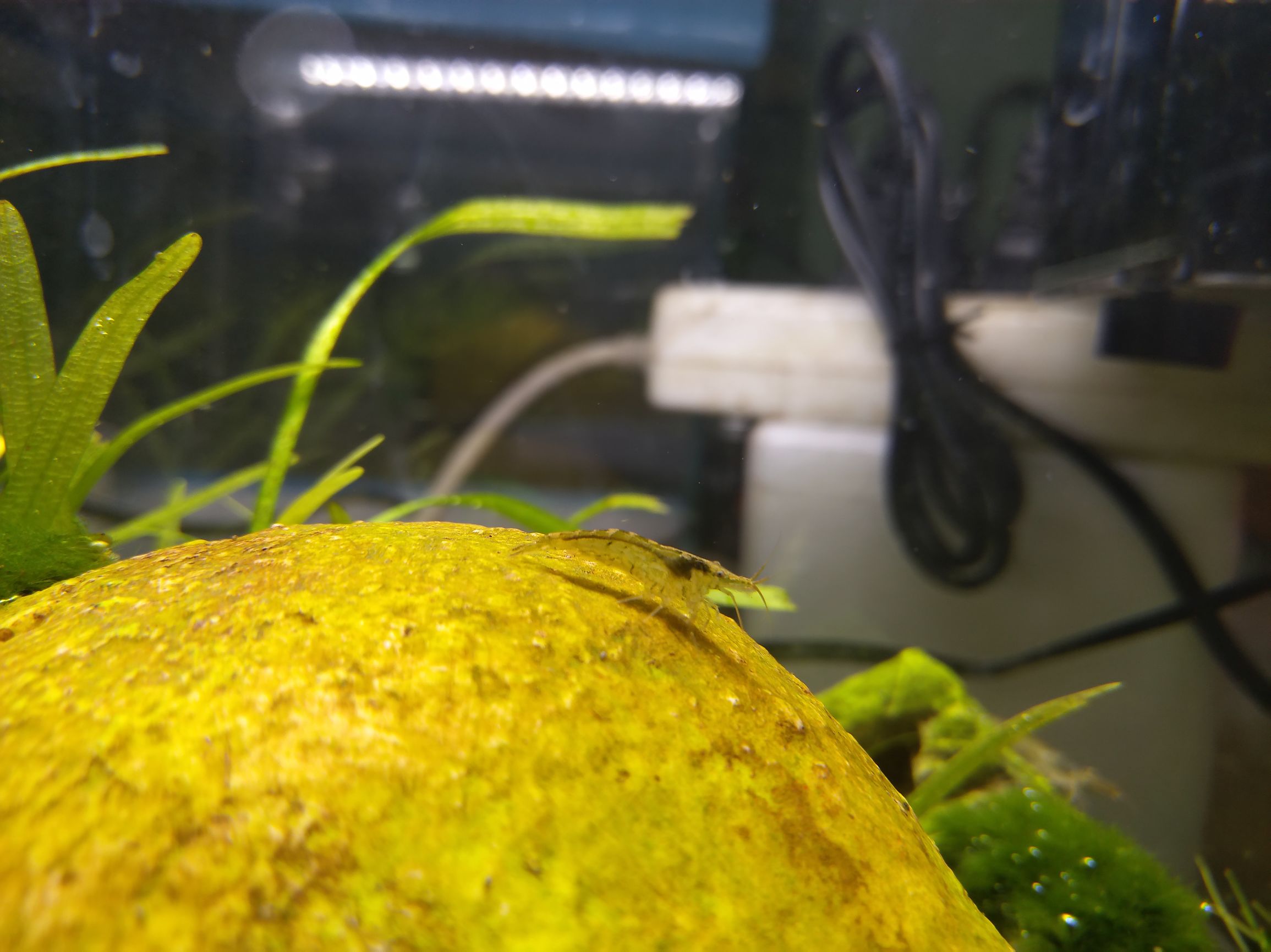 努比亚z11minis换电池,努比亚z11minis是什么处理器