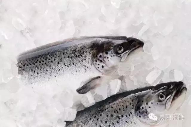 海鲜陆冻和船冻,近海海鲜与船冻海鲜区别