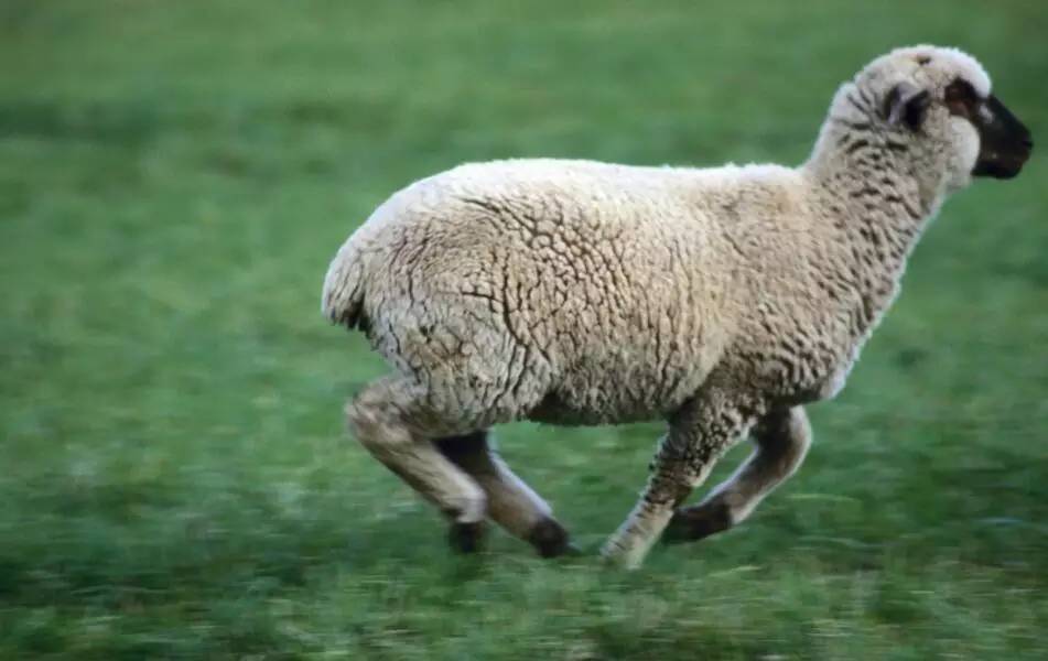 怎么辨别皮革的真假,皮革分类以及辨别标准