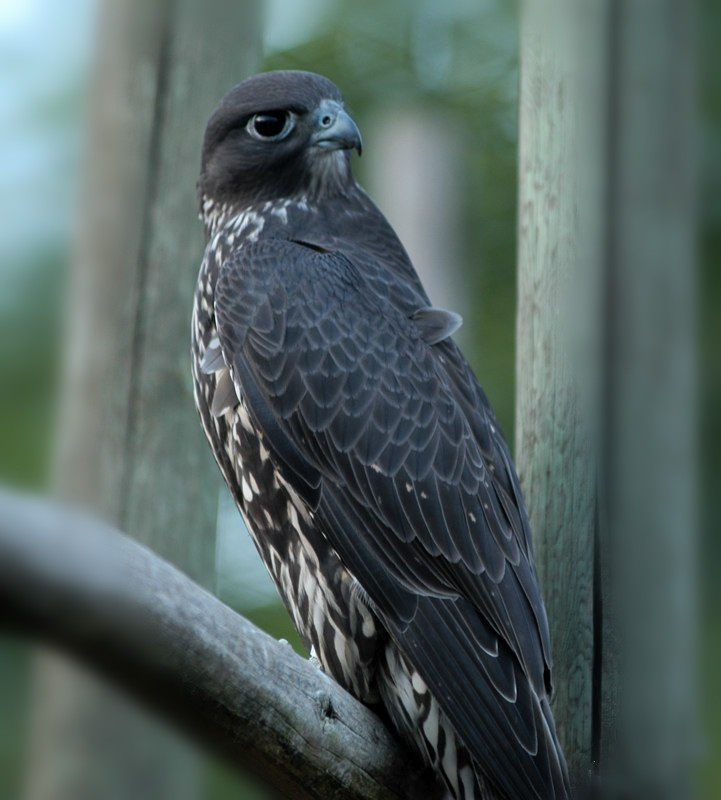 john加拿大,矛隼孵化过程