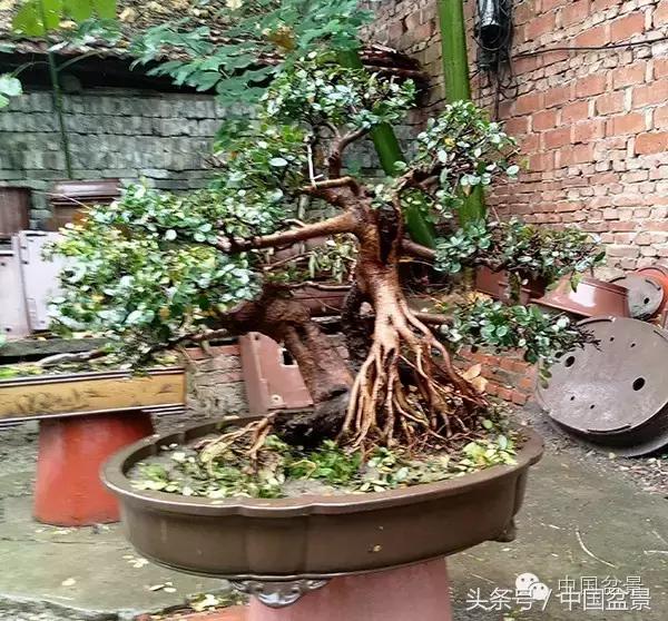 蚊母盆景的养殖方法,盆景中华蚊母的小叶叶片图片