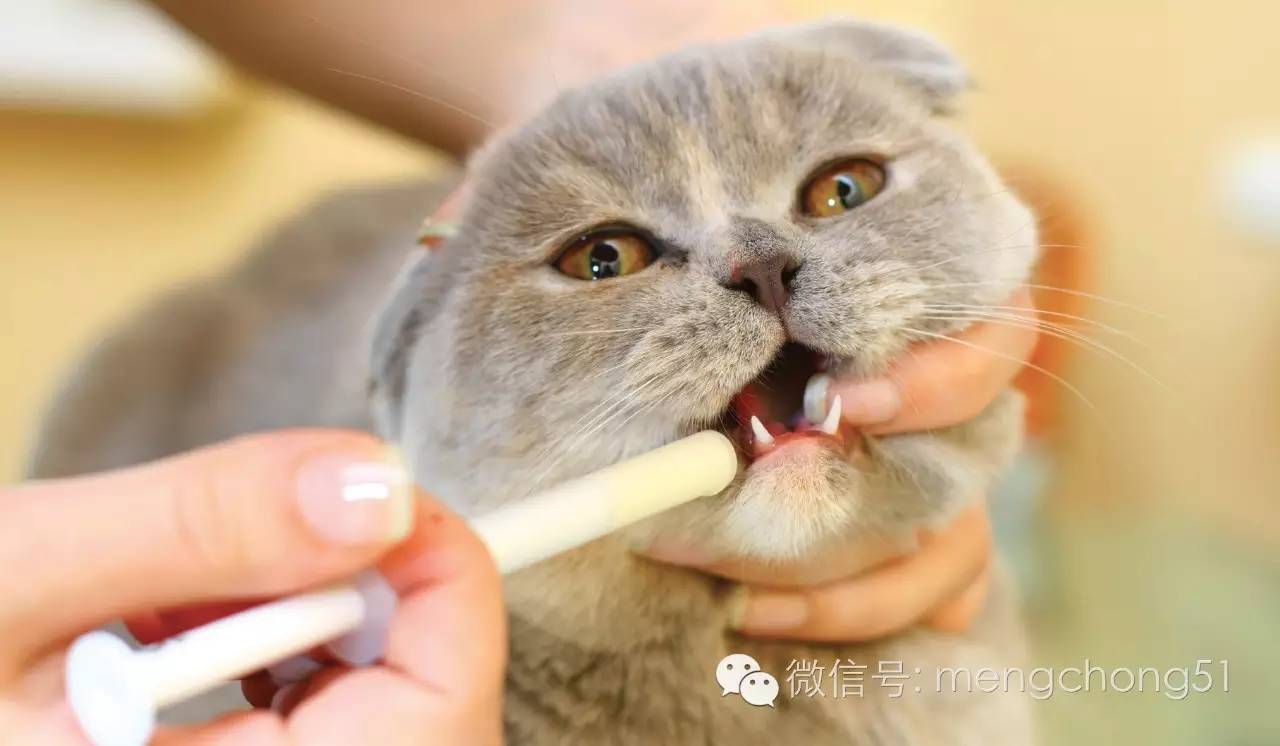 猫咪感染了猫瘟怎么办？如何治疗和预防？