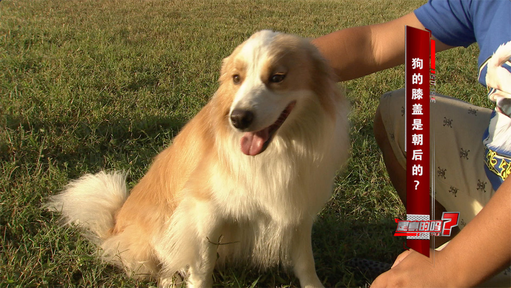 小狗的耳朵怎么会朝后,小狗正常站立脚是朝外的吗