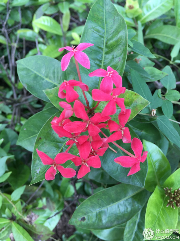 小米5s怎么样,小米s55对比小米555