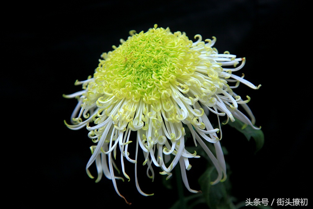 怀孕了老公想吃什么菜,怀孕了老公想做什么