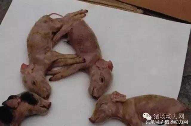 怎么判断猪病是什么病呢,猪病辨识