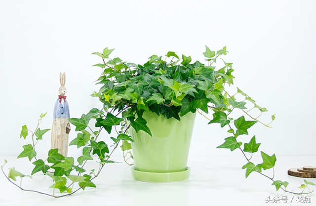 常春藤爬藤垂吊绿植,常春藤怎么养才能更旺盛