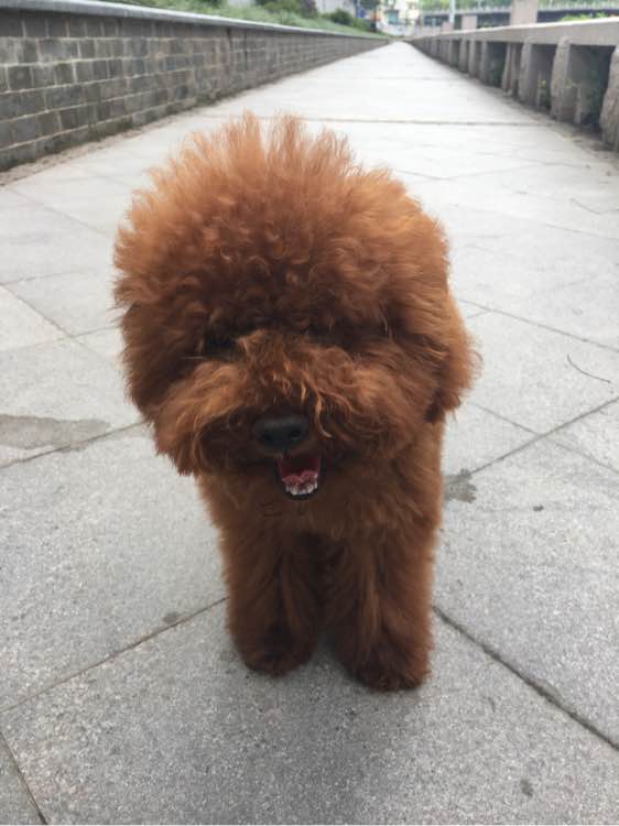 捡到了一个小狗狗宝宝,捡到一只泰迪去宠物医院怎么检查