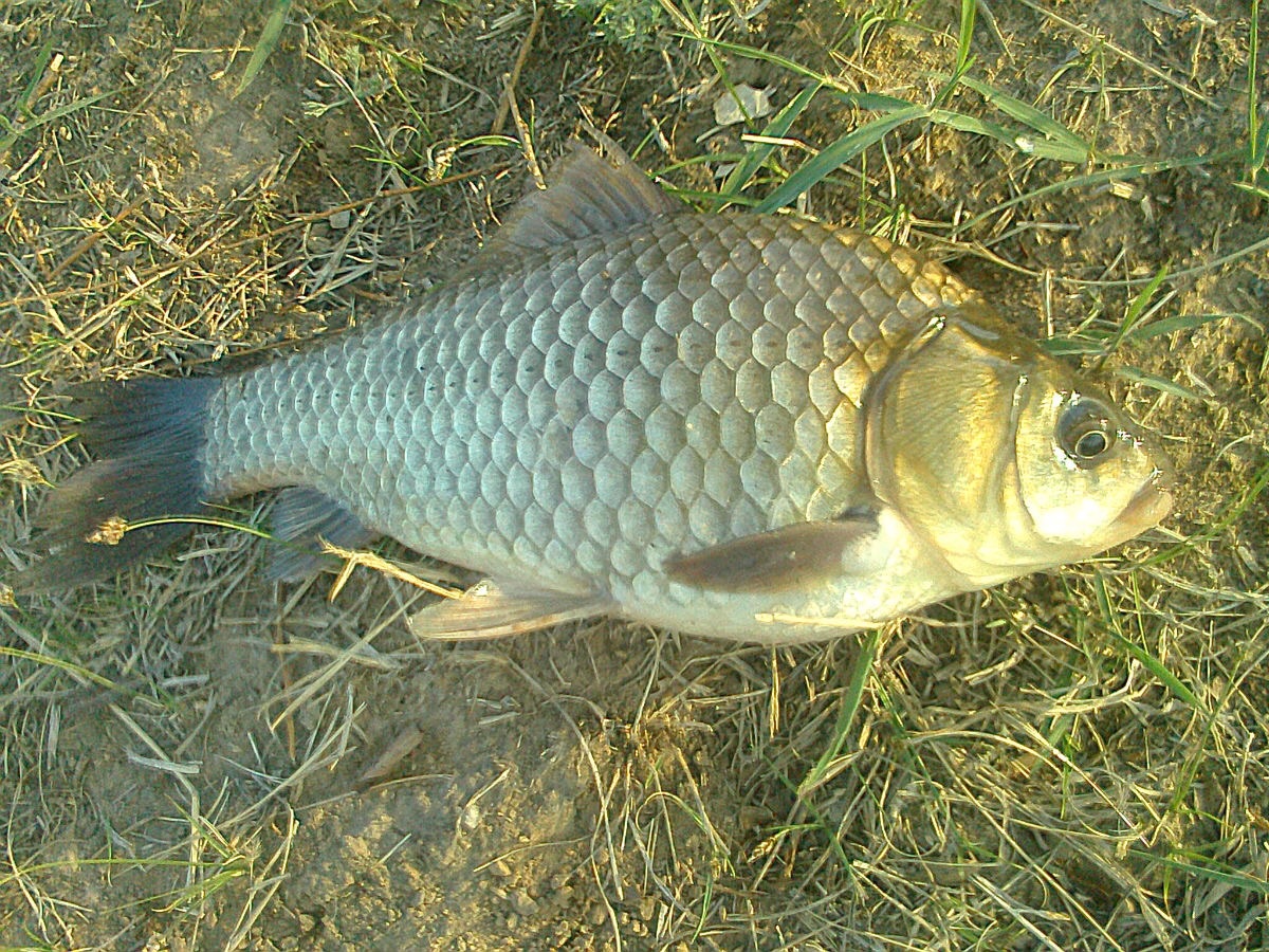 冬季钓鲫鱼饵料用什么配方最佳,冬季鲫鱼诱饵