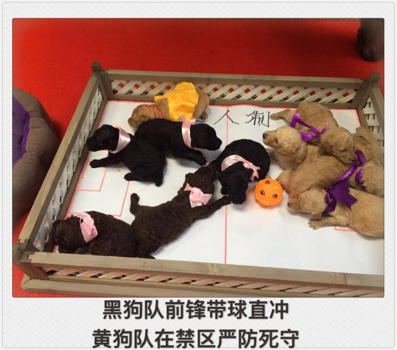 狗踢足球跳起射门视频,踢足球狗狗上前抢球视频