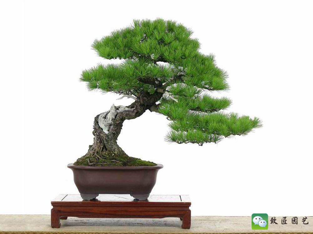 黑松盆景获奖作品 (金奖文人黑松盆景精品)