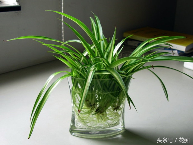 水培吊兰怎么才能长得更好,水培吊兰怎么长得茂盛