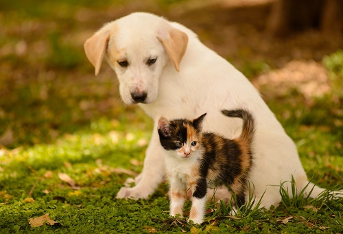 望闻问切舌苔看出病因,狗狗舌头上有白色舌苔正常吗