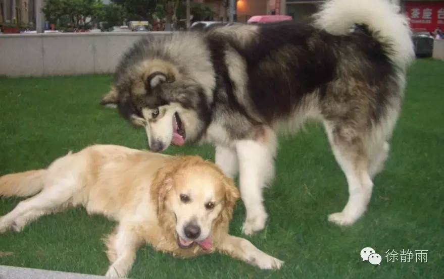 狗拉爬犁哈士奇,狗拉爬犁vs芬兰哈士奇拉雪橇