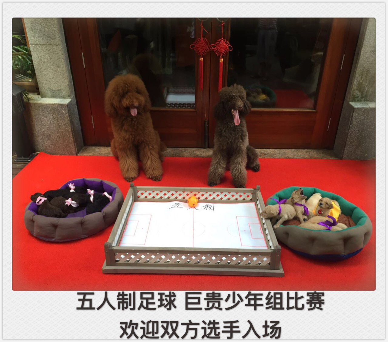 狗踢足球跳起射门视频,踢足球狗狗上前抢球视频