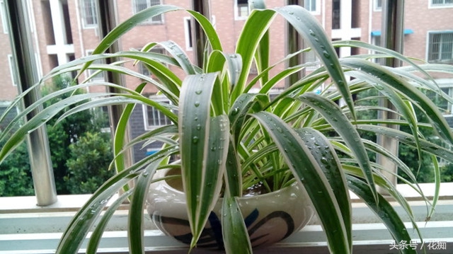 水培吊兰怎么才能长得茂盛,金鱼吊兰水培能茂盛吗