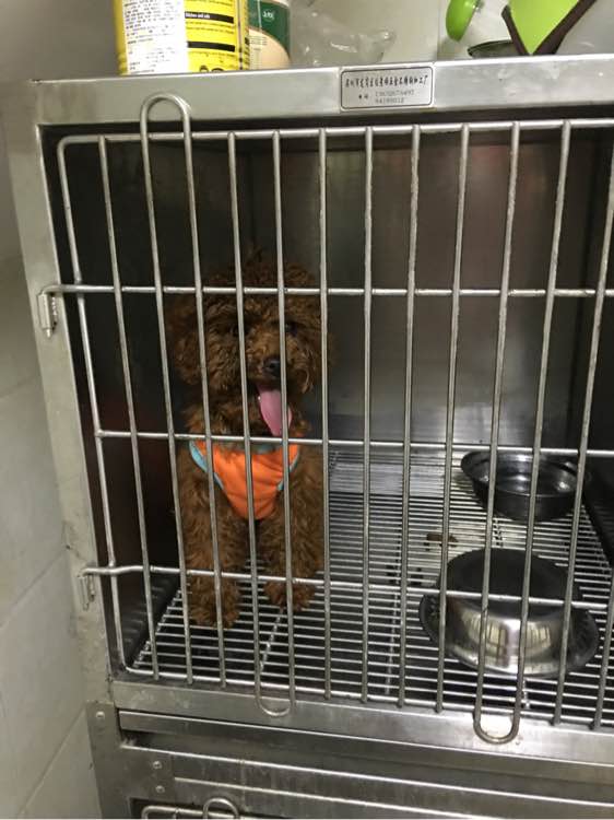 捡到了一个小狗狗宝宝,捡到一只泰迪去宠物医院怎么检查