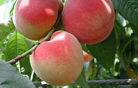 深圳旅游攻略深圳特产,深圳特产有哪些