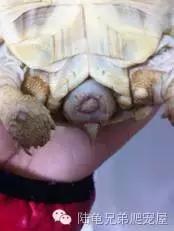 陆龟结石是什么样的,陆龟结石症状表现