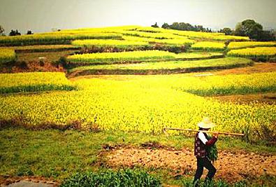 未来农业五大投资,哪位大神有投资经验