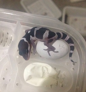 豹纹守宫宝宝破壳的过程,豹纹守宫宝宝孵化破壳而出