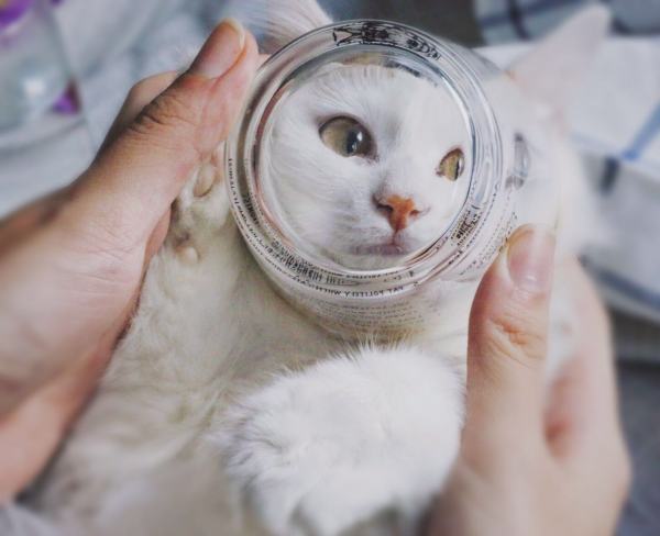 近期最爱｜是这些小可爱让我活在童话里