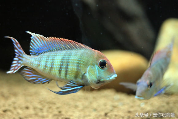 买的硝化细菌真的管用吗,喜尊硝化细菌真的和假的怎么鉴别