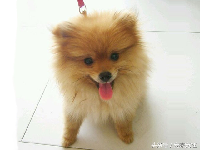 狗的饲养指南在线阅读,狗的饲养技巧与注意事项