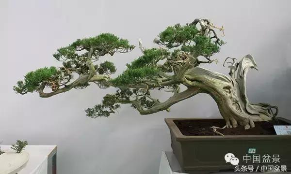 枸杞树桩盆景如何造型,紫薇盆景树桩造型图片